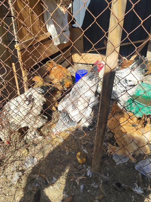 Продам кур брама и цепляет