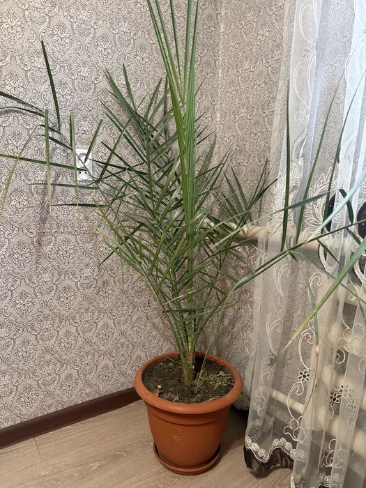 Продам финик в горшке