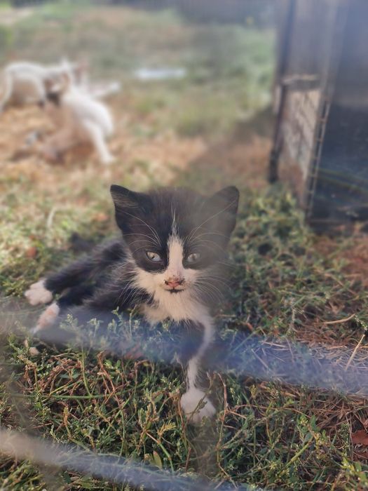 Donez/ofer spre adopție  pui de pisica