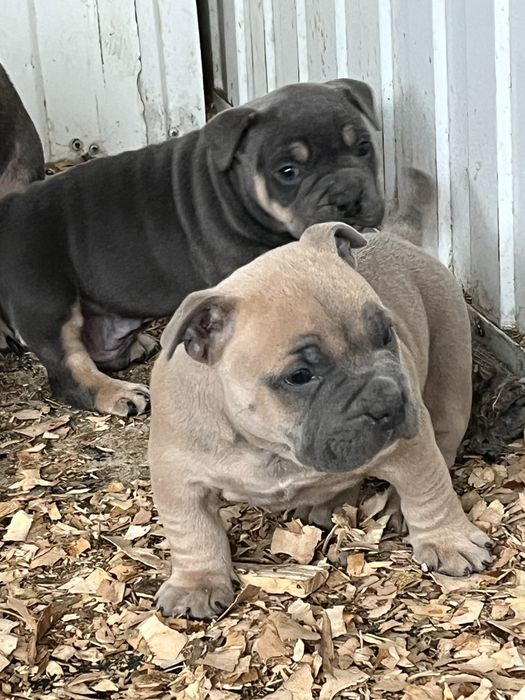 Щенки американский булли
