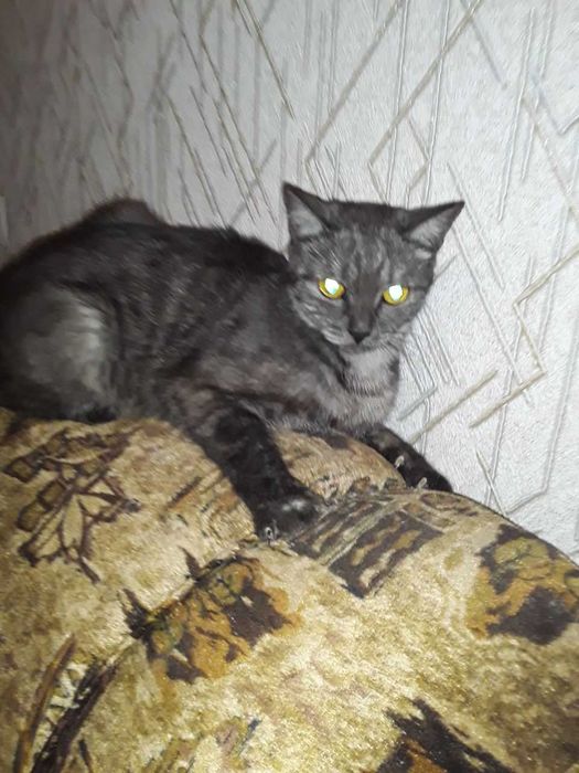 Котенок, девочка, массажист, срочно ищет себе любящих хозяев