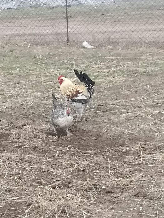 Продам петухов 4 шт