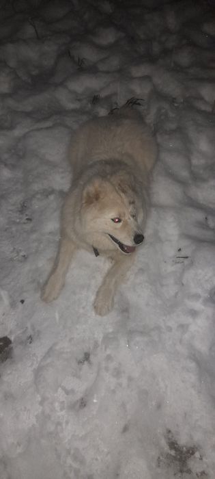 Продаётся щенок  сибирский лаика