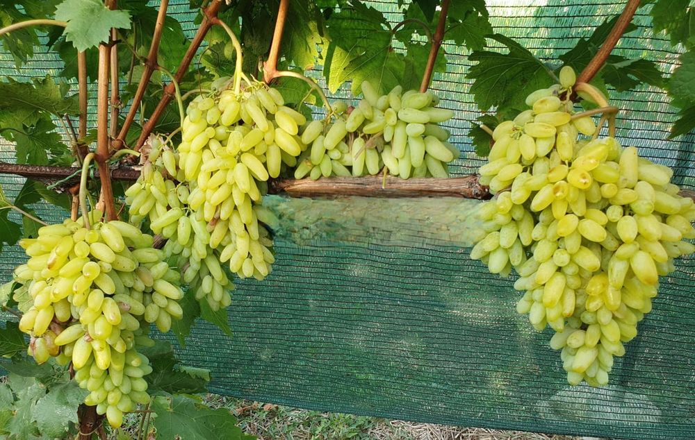 Vând vita de vie struguri de masă care merg si bolta