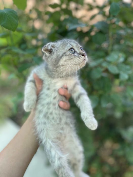 Scottish fold серебристый табби