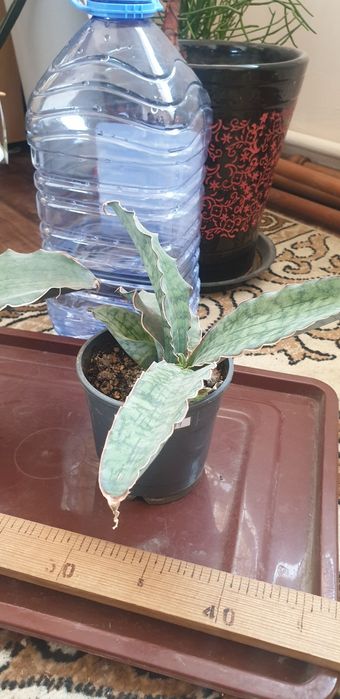 Сансевиерия кирки силвер блю