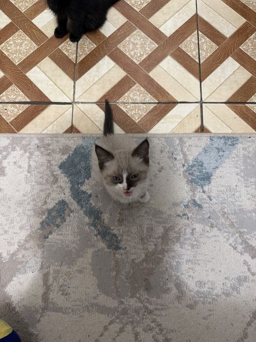 Котенок қара және сиамский