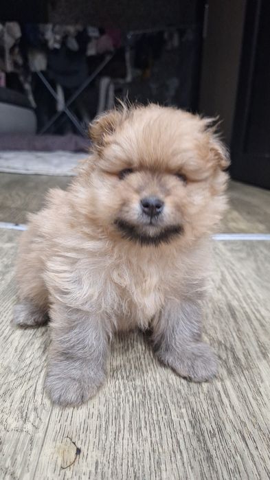 Продаются Щенки шпица