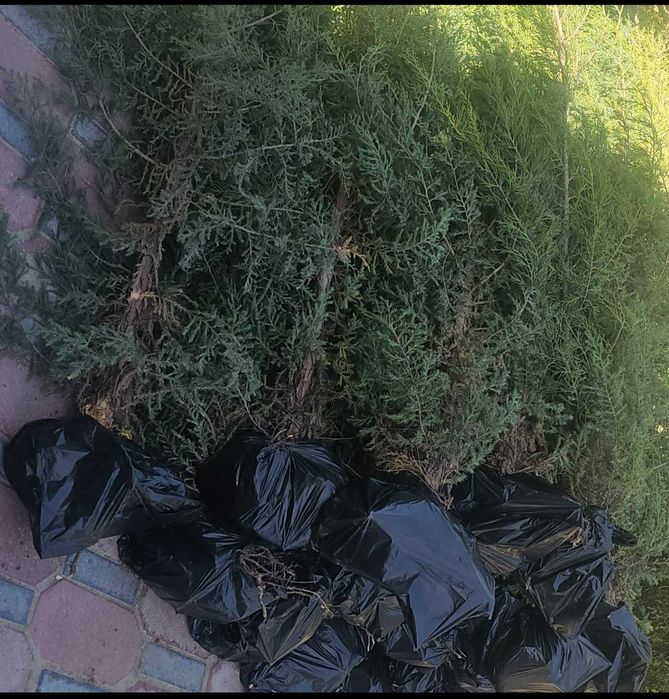 Арча кучат маржавеник 50000 сумдан