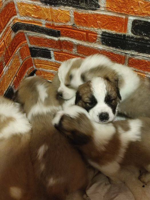 Щенки Московская сторожевая