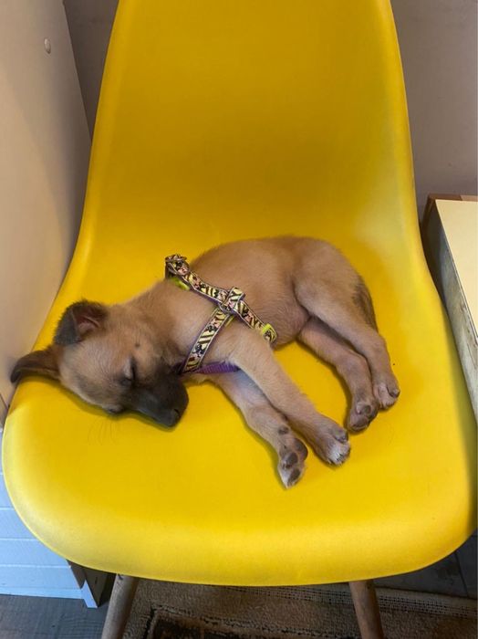 Щеночек девочка отдается в добрые руки