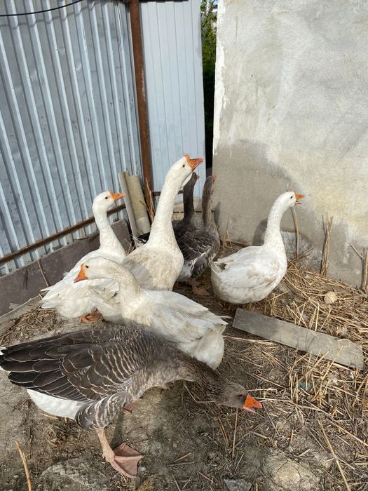 Домашние гуси Қаздар