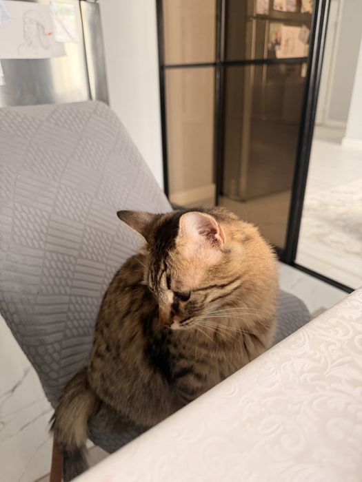 Отдам в хорошие руки