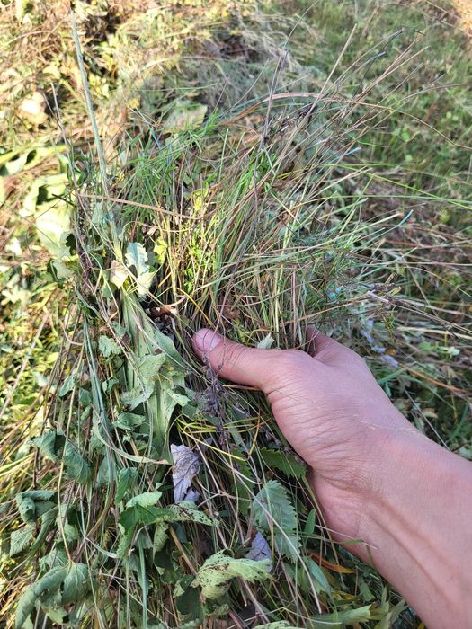 Сено в рулоне луговое разнотравье