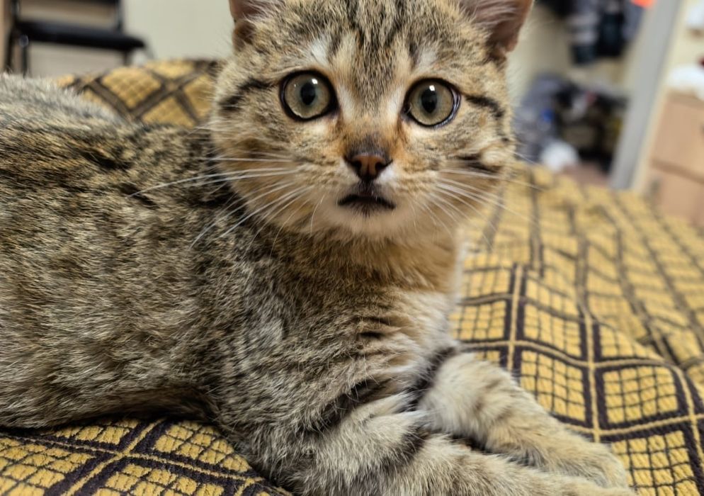 Мальчики подростки