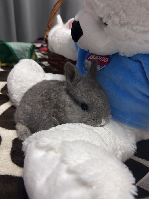 Декоративные кролики