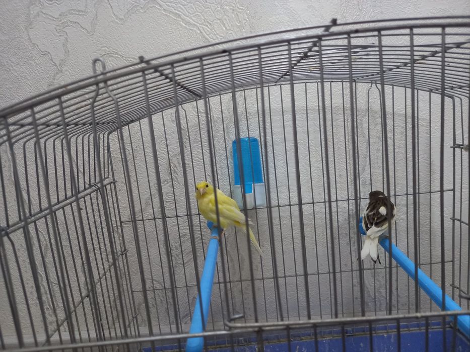 Канарейка сотилади.