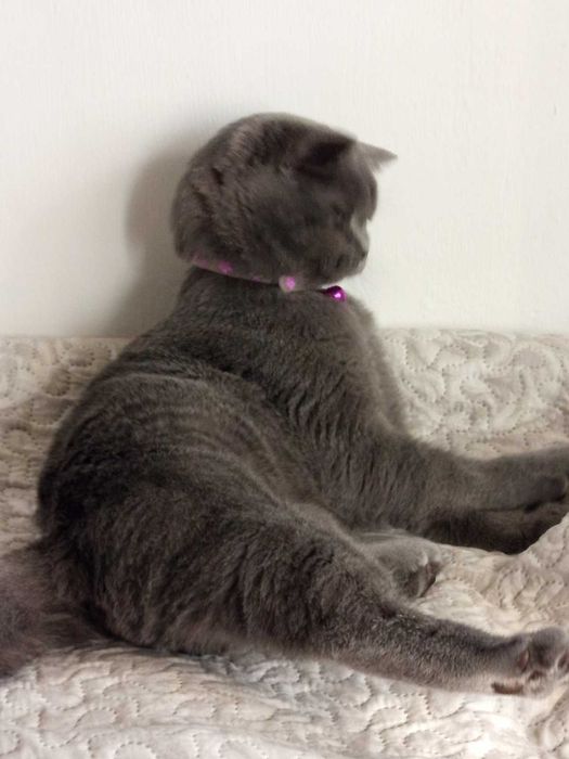 Шотландче страйт момченце