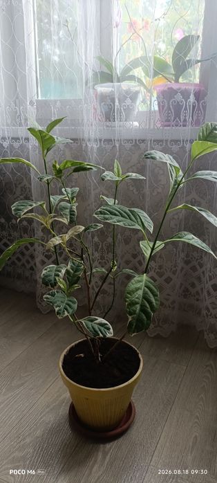 Продам комнатные растения