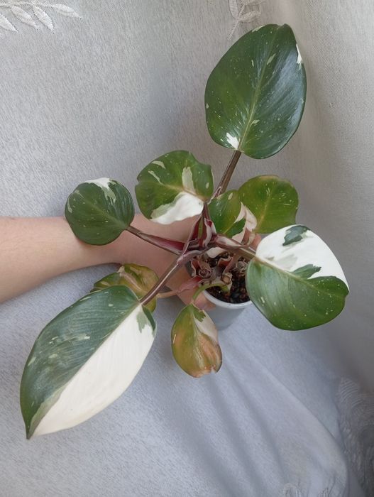 Филодендрон white knight