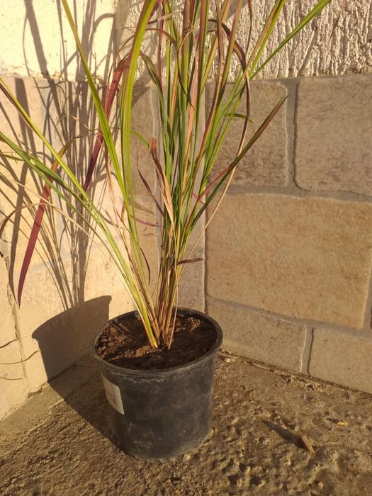 Многогодишна трева Императа Red Baron