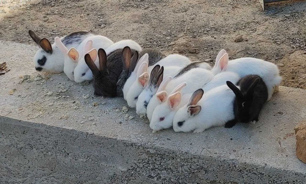 Қуён болалари сотилади. 35 000 дан 100 000 гача.