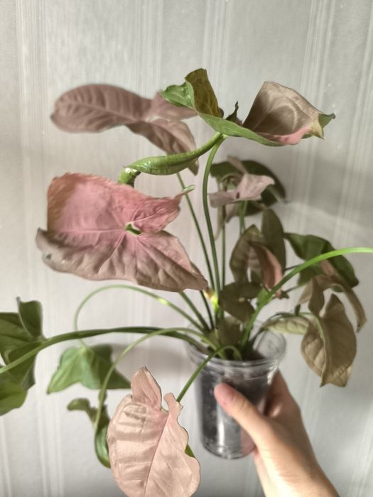 Продаю сингониум