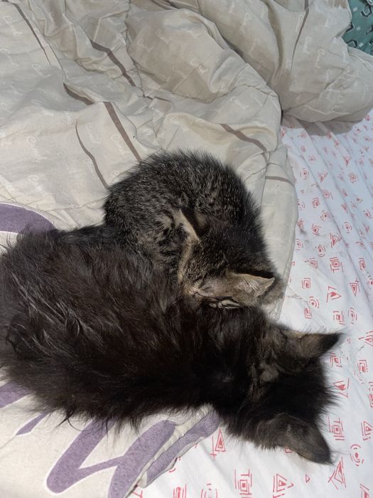 Отдам котят в добрые руки