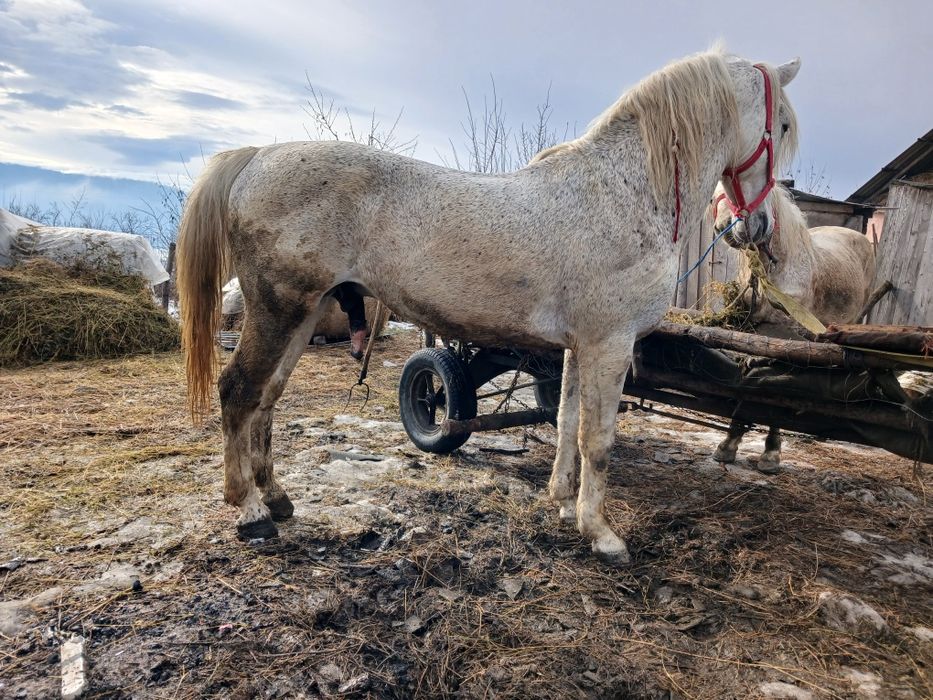 Vand armăsar cuminte