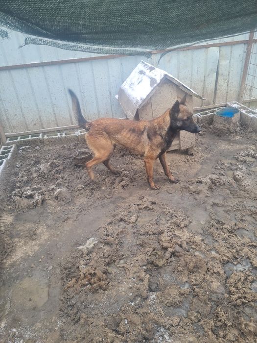 Donez ciobanesc belgian