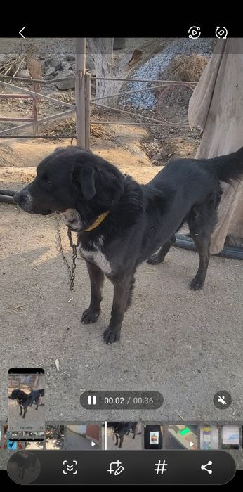 Собака ищем невесту