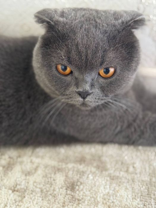 Скотиш фолд 2года