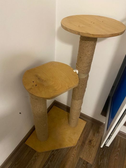 Продам породистую кошку