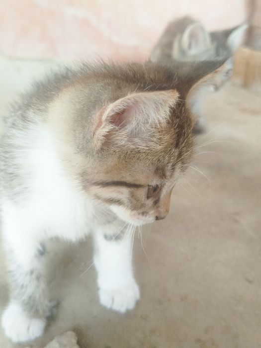 Mushuklar Hadyaa