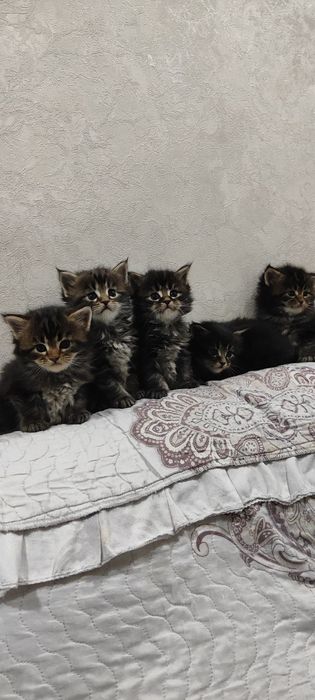 Продам чистокровных котят породы мэйнкун