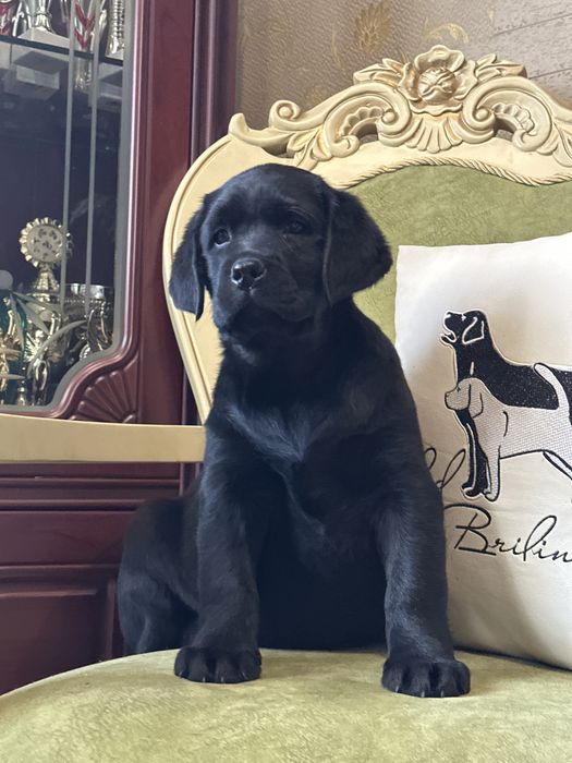 Щенки лабрадора,питомник, документы