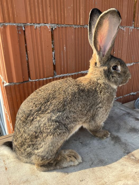 Femela urias german gri