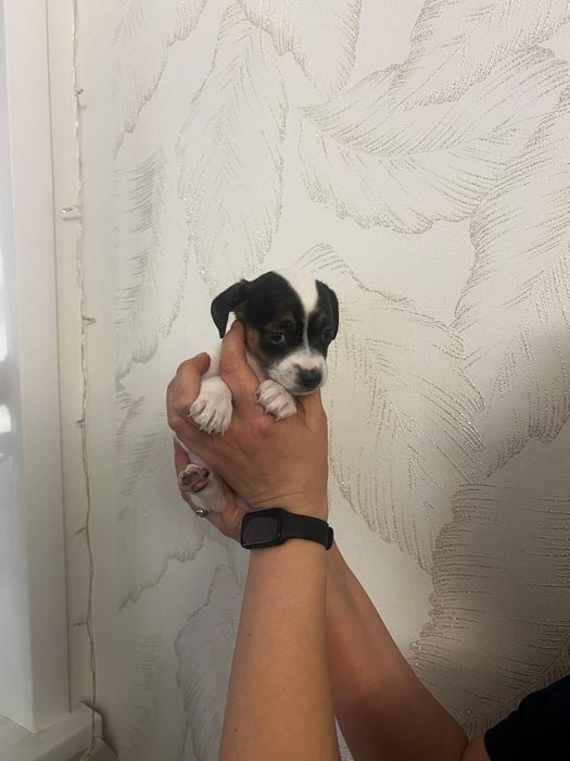 Щеночек той терьер - пинчер