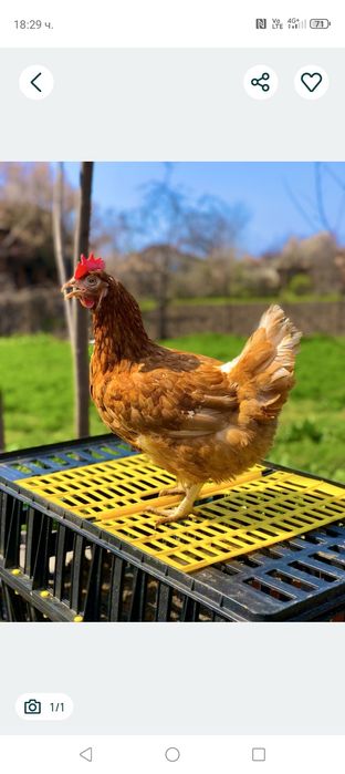 Домашни кокошки снасят