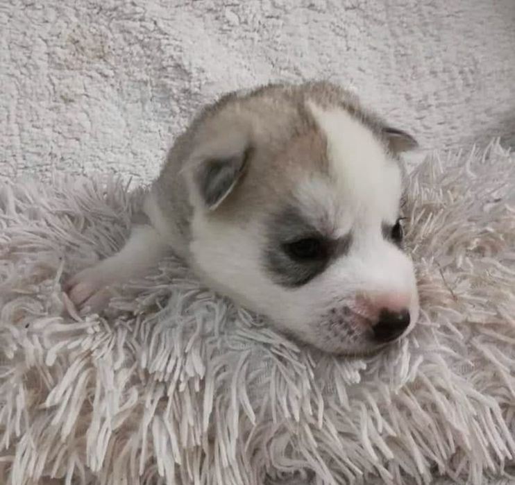 Щенки очаровательной хаски