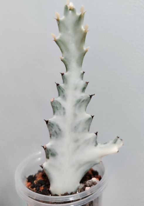 Euphorbia lactea White Ghost