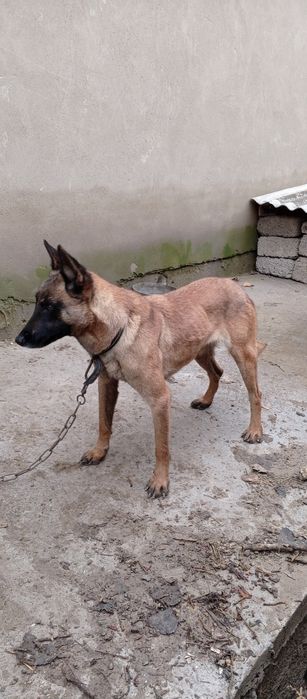 Malinua sotiladi urgʻochi