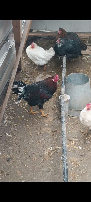 Продаю петуха , хозяина двора есть и другие породы