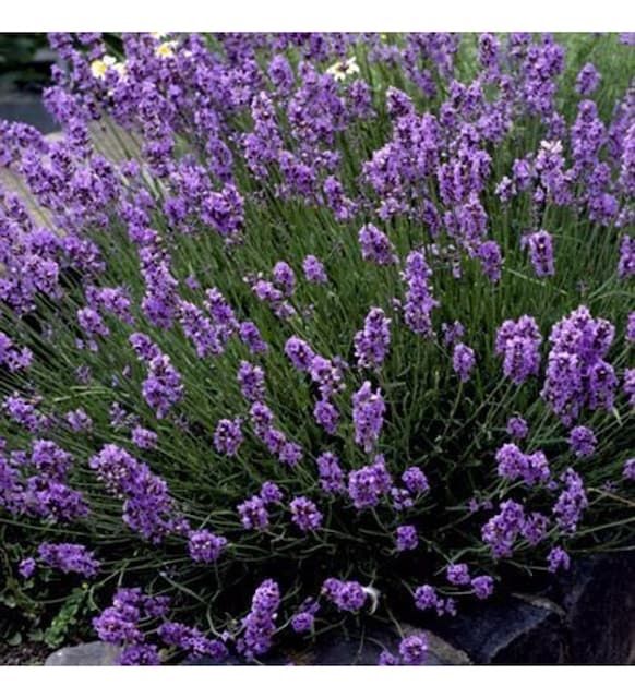 Lavanda nihollari (narxi optom)