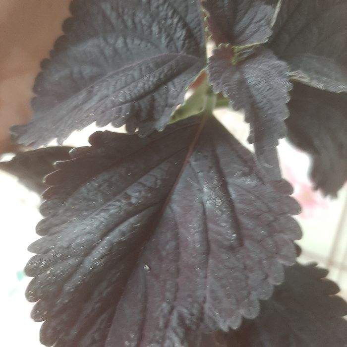 Колеус, клеродендрум