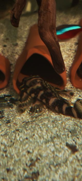 Vând lot pești acvariu L168