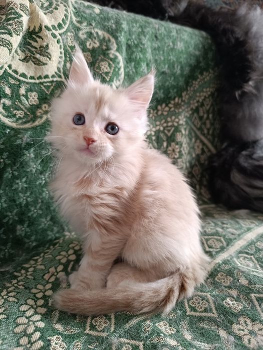 Бронь.Свободен Полидакт котик Мейн Кун.