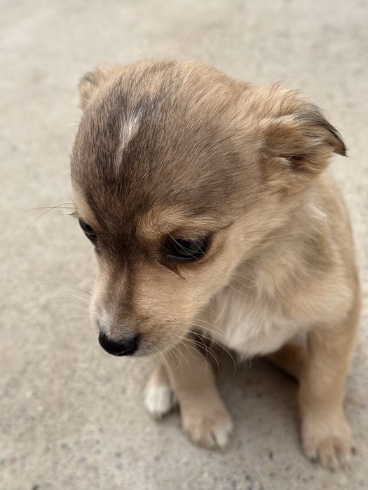 Ұрғашы күшіктер сатылады, екеуі бірге 3000Бөлек 2000ден