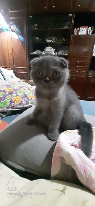 вислоухие котята оптом