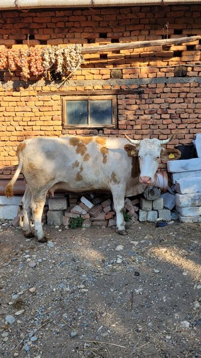 Vaca tanara gestanta